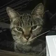 みみみの画像