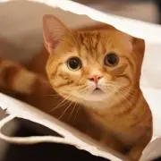 ぬこ