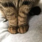 ポッケ