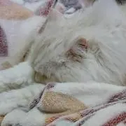 vanillapuddingの画像