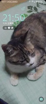 chibiプロフ必読の画像