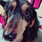 愛佳