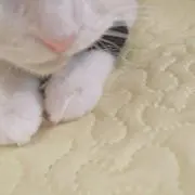 ねこ　※プロフィール要確認の画像