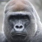 ゴンザレスの画像