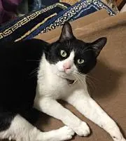 GUSTAV