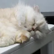 さよりん
