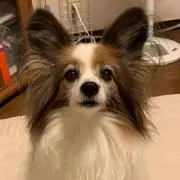 こうしてはオレンの画像