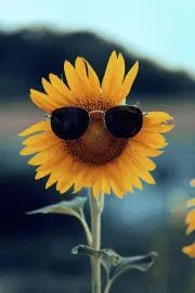 sunflowerの画像