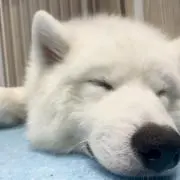 もこもこ太郎の画像