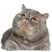 Yki