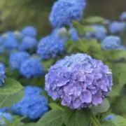 こまりの画像