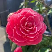 shima0806の画像