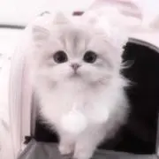 ありん