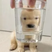 seiの画像