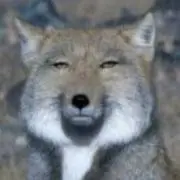 こー爺の画像