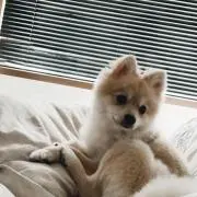 角砂糖の画像