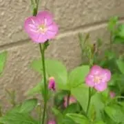 kakoの画像