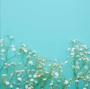 wachの画像