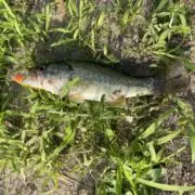 Image of 多魚種アングラー