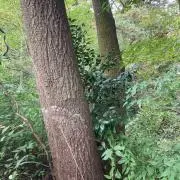 もくもくの画像