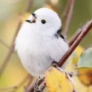 こえの画像