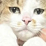 れこの画像