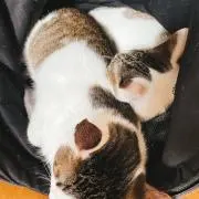 ribの画像