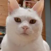 瑠璃の画像