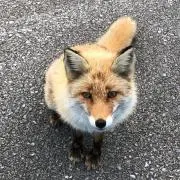 kitsunemui