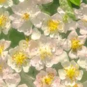 パル☺︎の画像