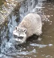 たぬきちの画像