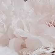 ふわりの画像