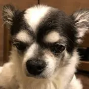 プーの画像