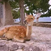 こだまの画像
