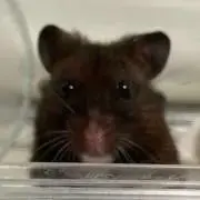 チュンの画像