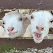 メイメイ
