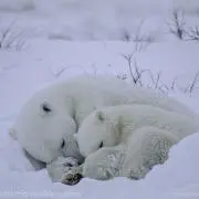 ゆきの画像