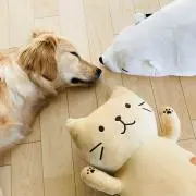 MoAの画像