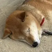 たろかぁさんの画像