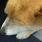 だんちん