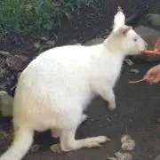 イグアナ