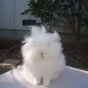 nu^◝ﻌ◜^の画像
