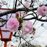 桜花の画像