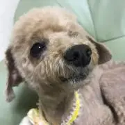 ここあ