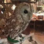 ヘドウィグの画像