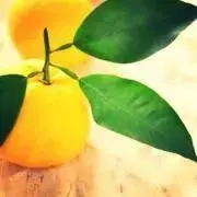 citrusの画像