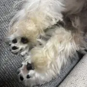 NoNの画像