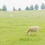 PONの画像