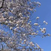 ヒカポノ（プロフ必読！）の画像