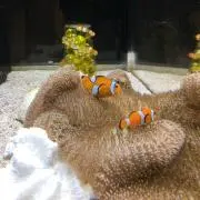 iiiの画像